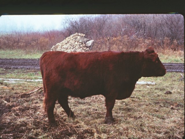 _rockwood_robbs_lincoln_red2.jpg