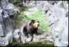 _edinburgh_zoo_small.jpg