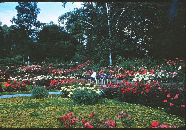 zwiebruckenbillinrosengarten.jpg