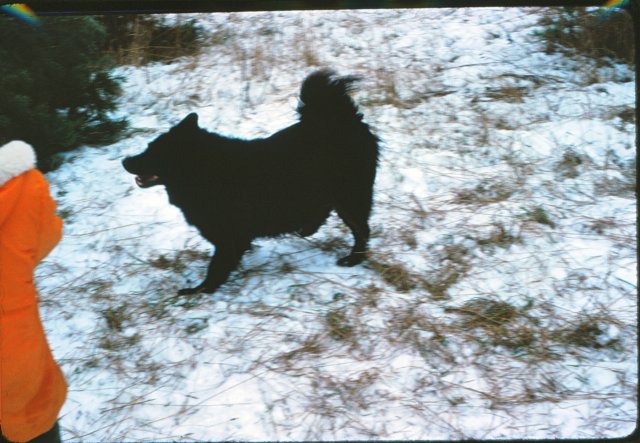 sibir.jpg